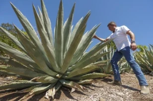 Californiërs wedden op het verbouwen van agave voor sterke drank Hol