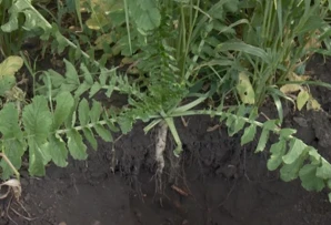 Nieuw model analyseert het weer vóór- het planten voor betere bemestingstoepa...
