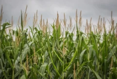Decommoditisering helpt boeren meer te verdienen met waarde-Toegevoegde gewassen