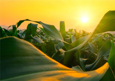 Hoe een twee-herbicidenprogramma u succesvol kan maken in 2026.