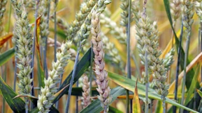 Corteva lanceert een nieuw fungicide voor Canadese tarwetelers om de ziekte v...