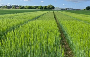 Groot-Brittannië keurt eerste gen-bewerkte gerst goed op grond van de wetgevi...