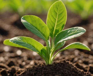 Wat doet kunstmest: de rol ervan in de gezondheid en groei van planten blootl...