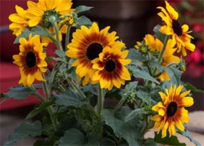 Syngenta Flowers promoot Sunfinity-zonnebloemen als uitgebreide-bloemtuinoplo...