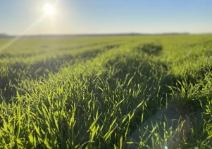 BASF breidt Xitavo-portfolio uit voor 2025