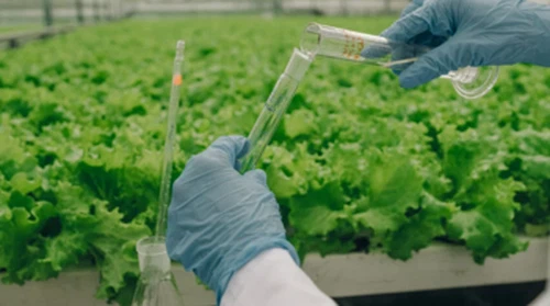 De kunstmestindustrie verschuift naar geïntegreerde agronomische systemen, we...