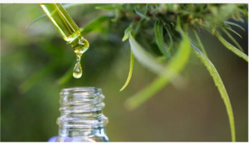 Wetenschappers zeggen dat cannabisbladeren zeldzame verbindingen bevatten met...