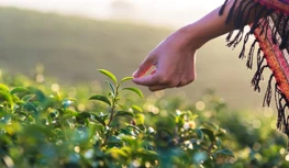 CropLife India streeft naar vijfjarige gegevensbescherming en waarschuwt voor...